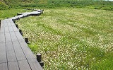 トウサワトラノオ-1 トウサワトラノオ-1