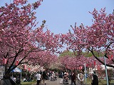 天平の花まつり