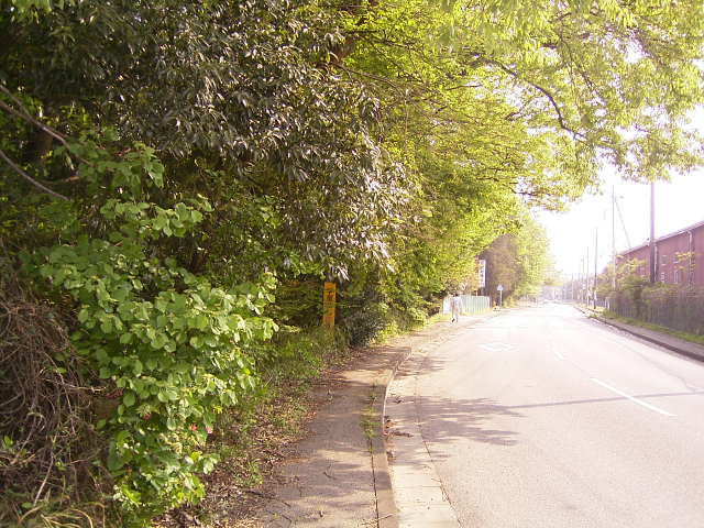 道路にはみ出した樹木の写真