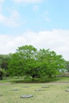 下野市の見どころ_下野国分寺尼寺跡