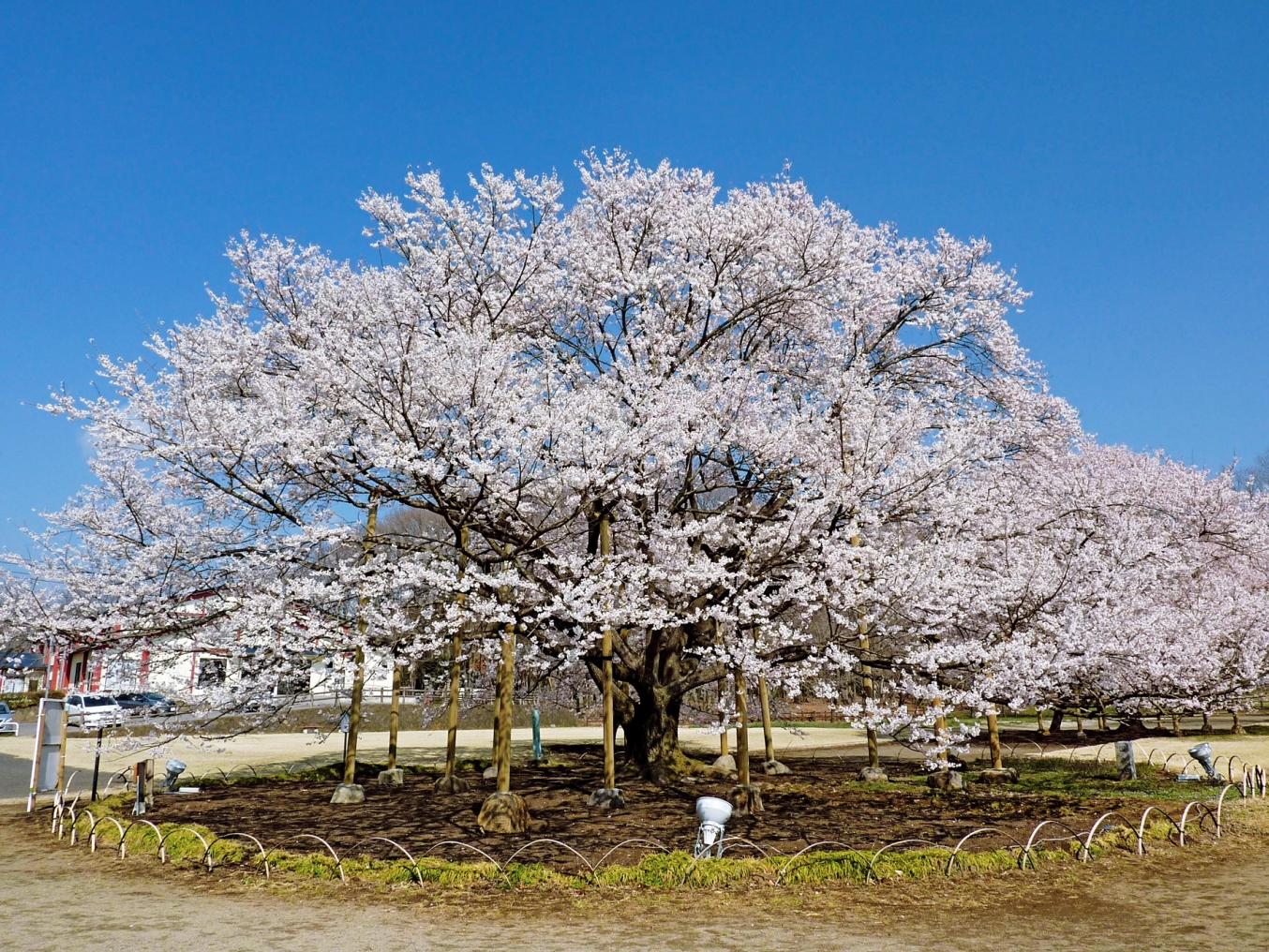 下野淡墨桜 下野淡墨桜