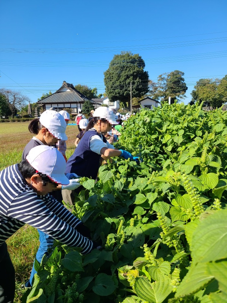 エゴマ刈取りの様子（3）