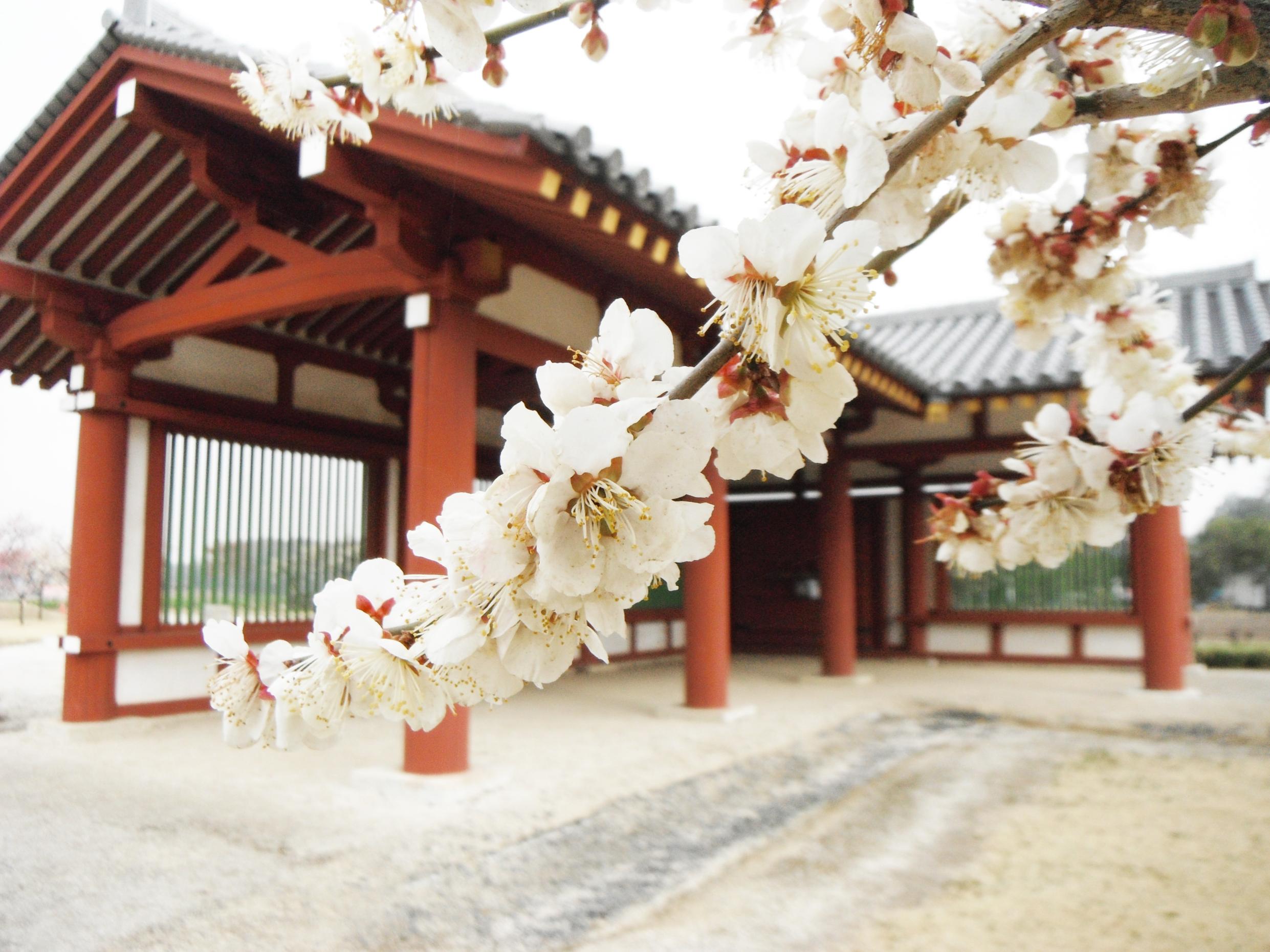 下野薬師寺跡復元回廊と周辺に咲く梅の花（1月中旬～3月上旬が見ごろ）