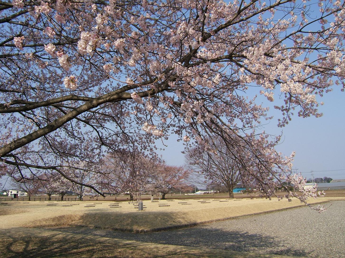 下野国分尼寺跡とその周辺に咲く桜