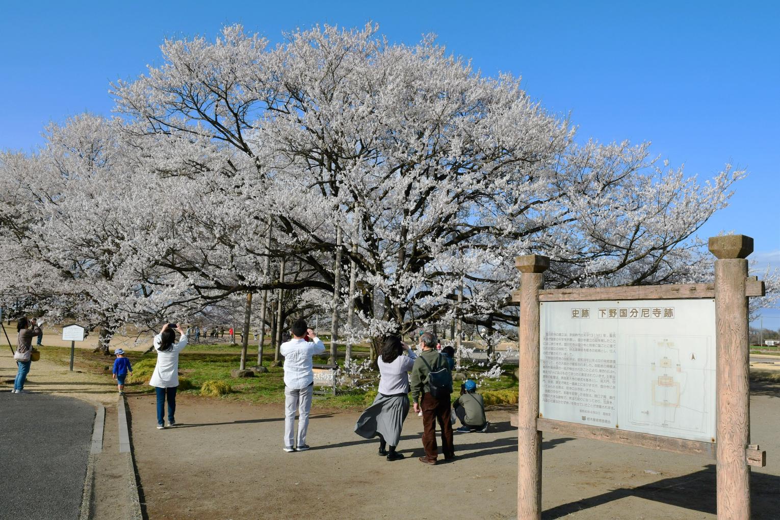下野国分尼寺跡の薄墨桜