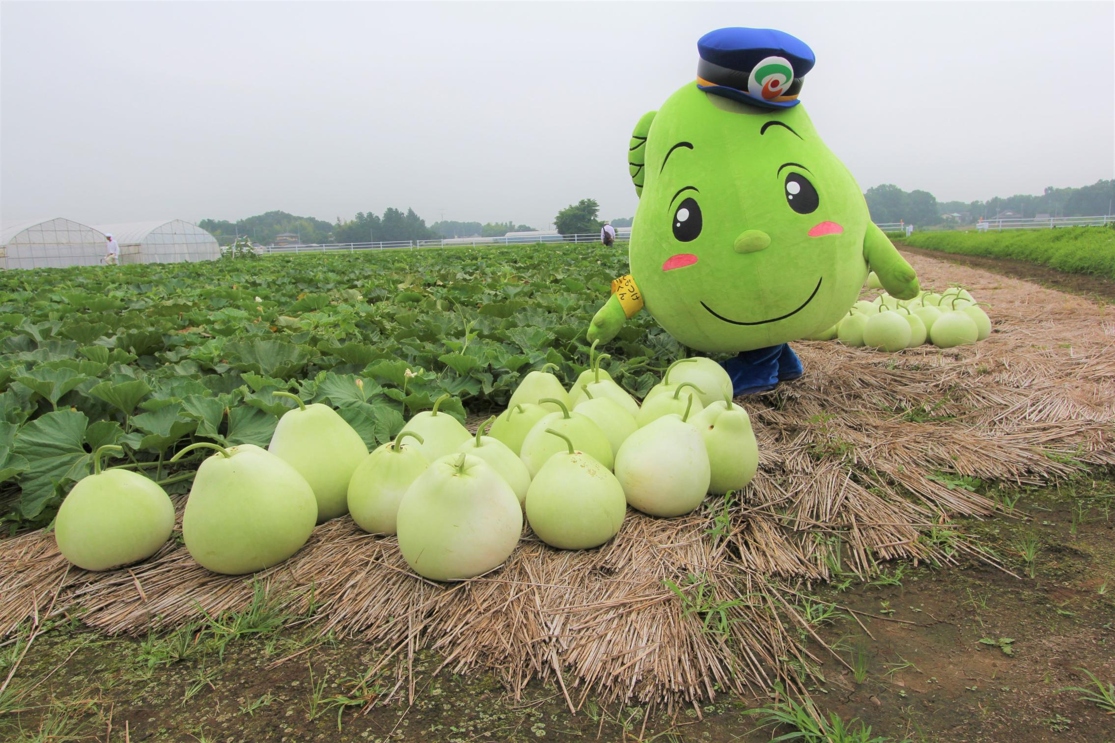 （紹介）かんぴょうとカンピくん