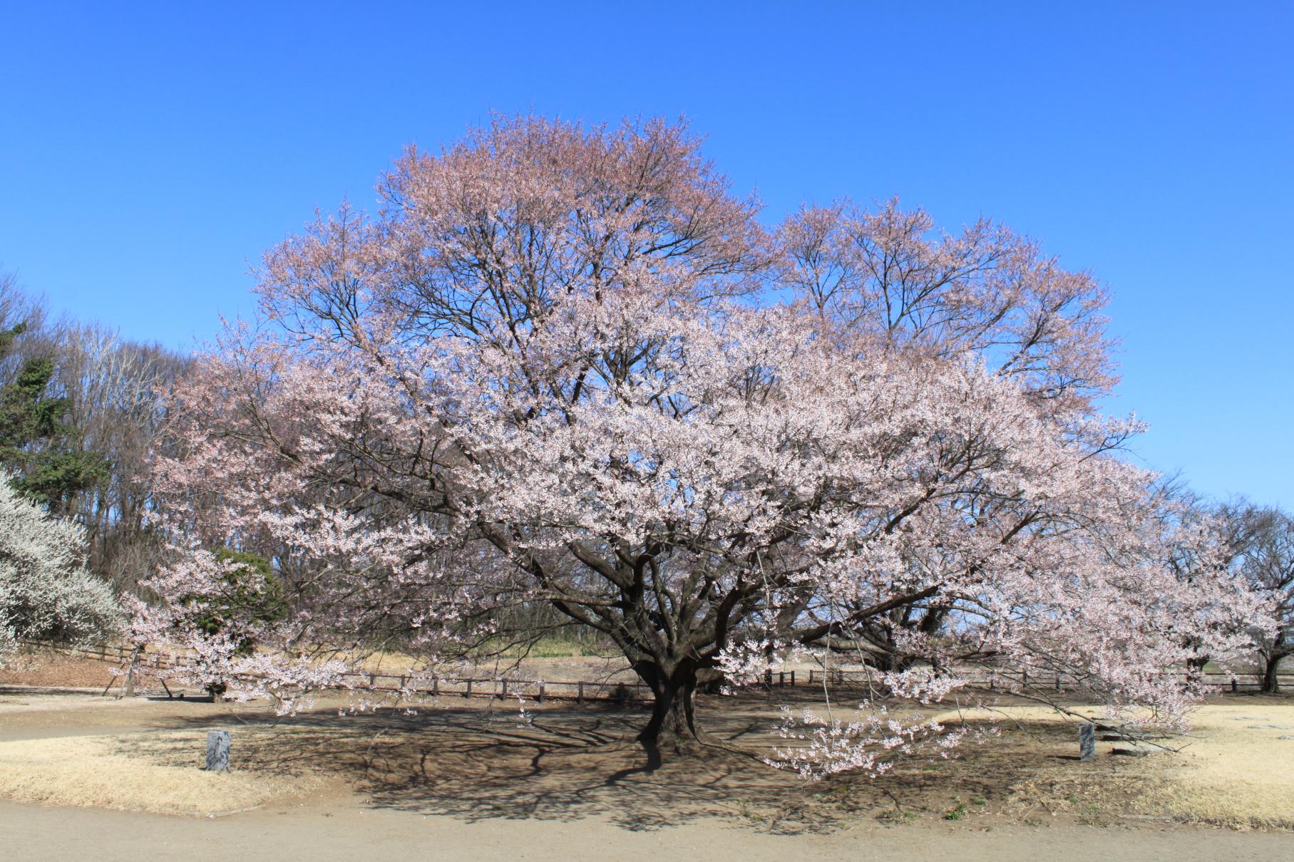 淡墨桜
