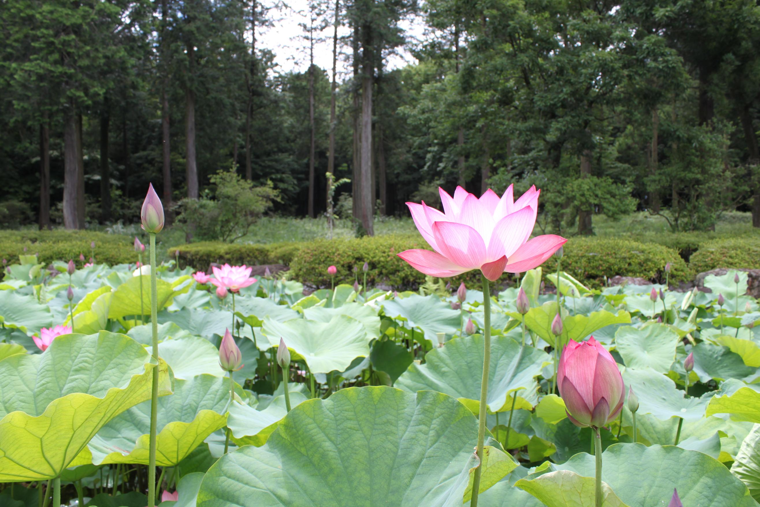 天平の丘公園