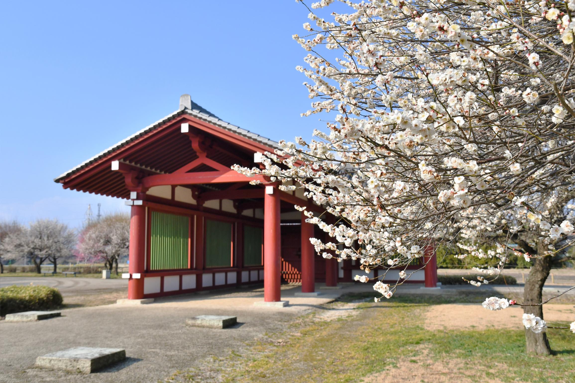 国指定史跡・下野薬師寺の復元回廊と梅