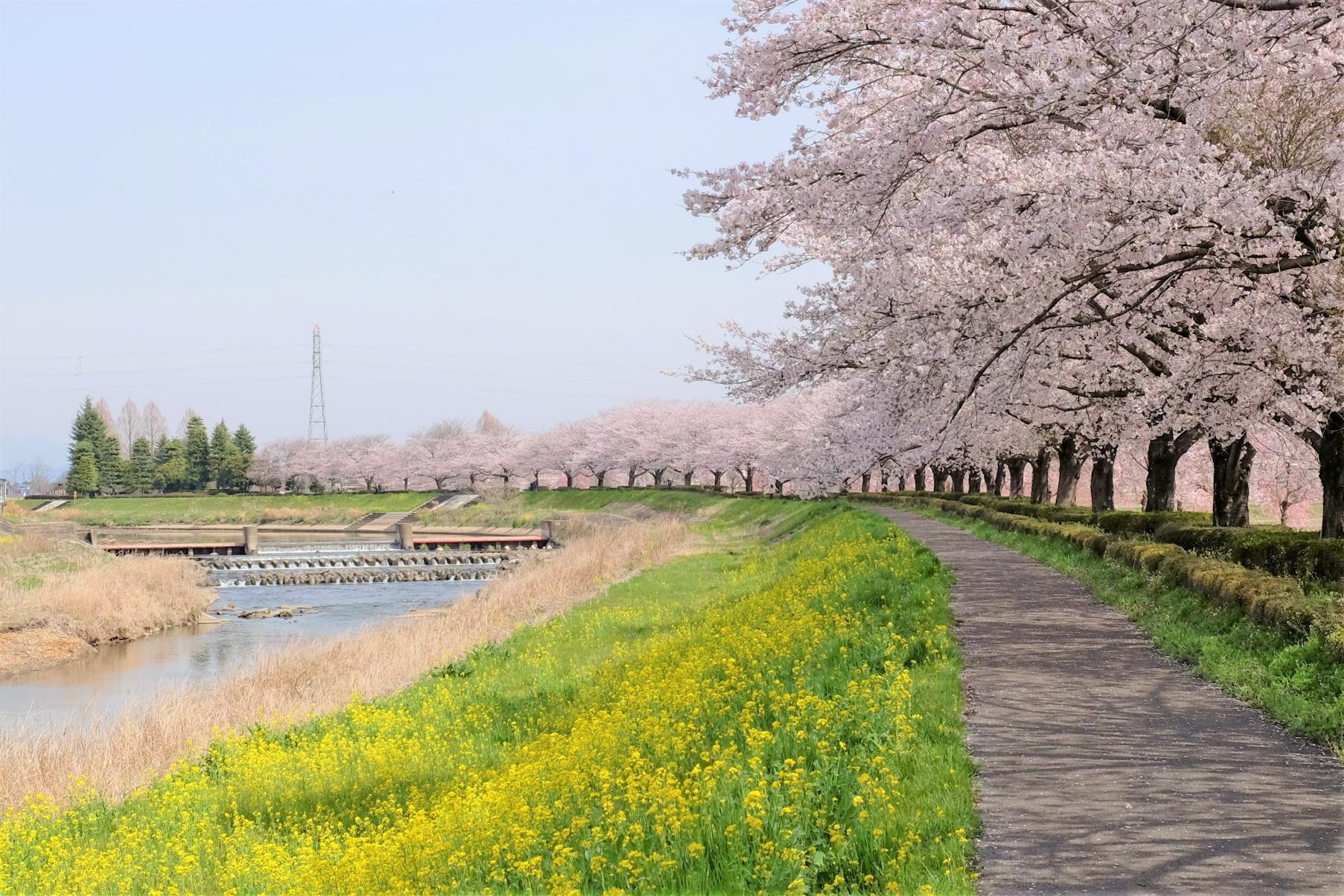 姿川アメニティパークの桜と菜の花