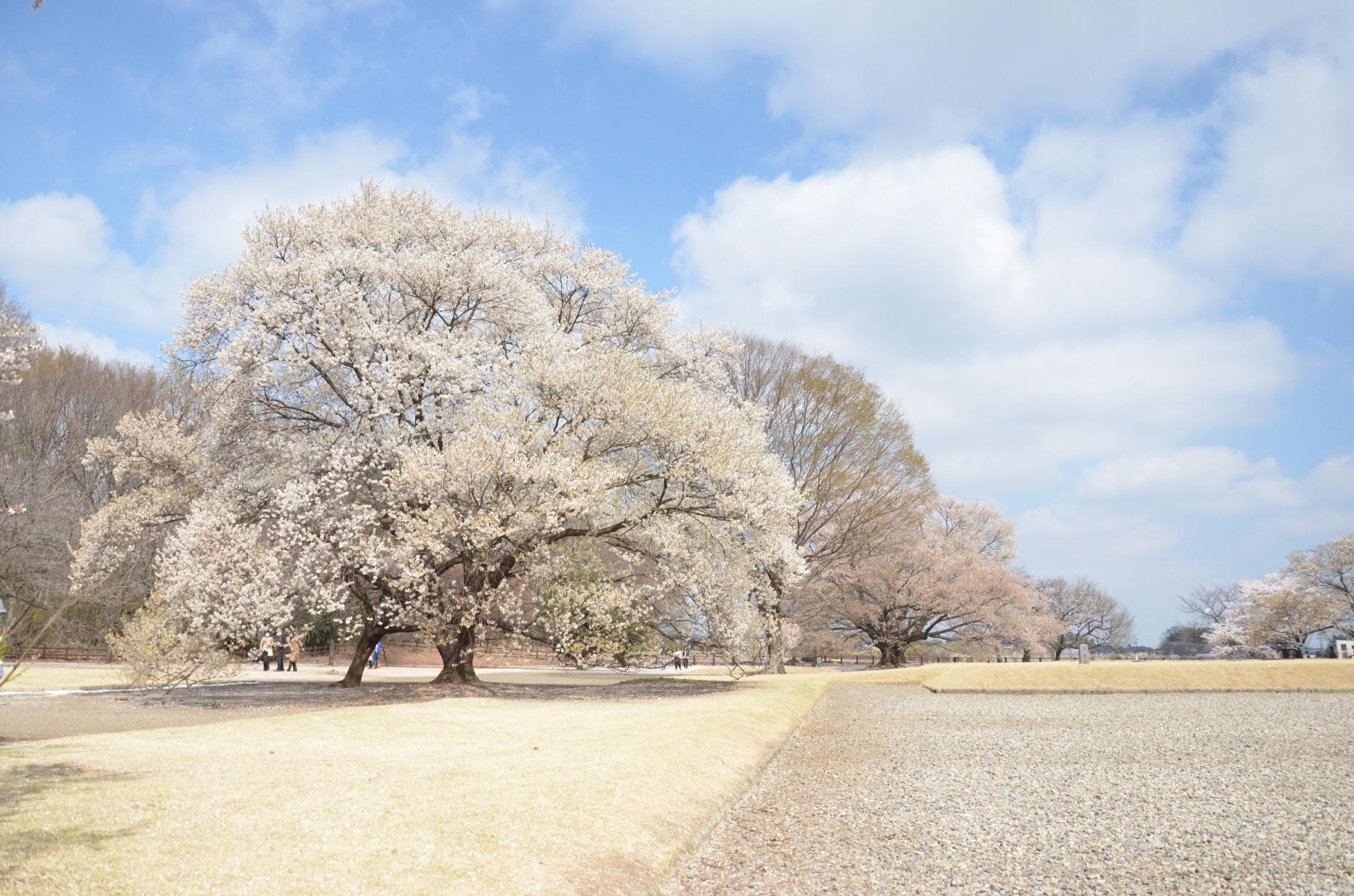 国指定史跡・下野国分寺跡と薄墨桜